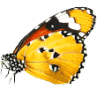 https://www.birpaticetesi.org/wp-content/uploads/2019/08/butterfly.png